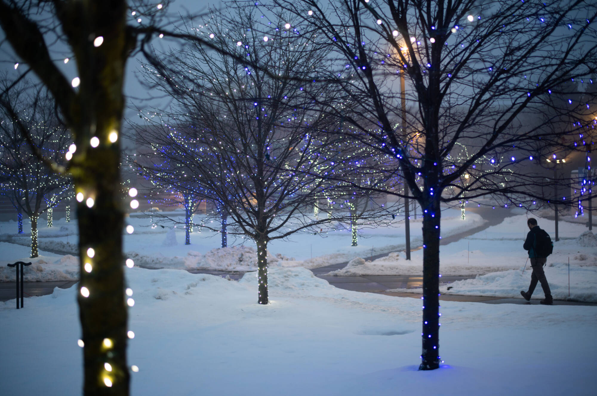 Student walking between lighted trees on campus on a foggy morning.